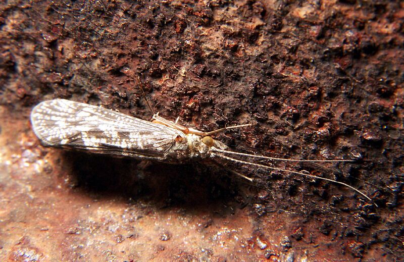 File:Trichoptera caddisfly 1.jpg