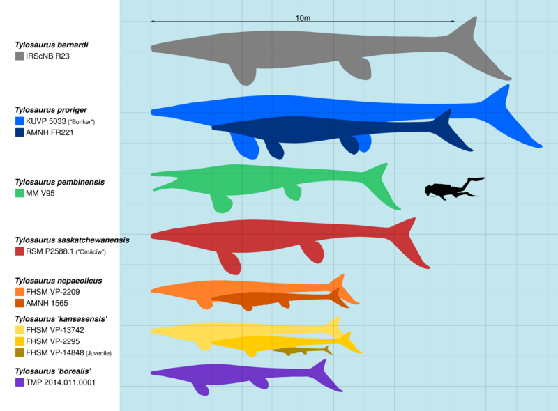 File:Tylosaur Size.svg