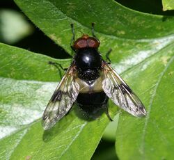 Volucella pellucens (male).jpg