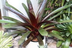 Werauhia sanguinolenta 20090117.jpg