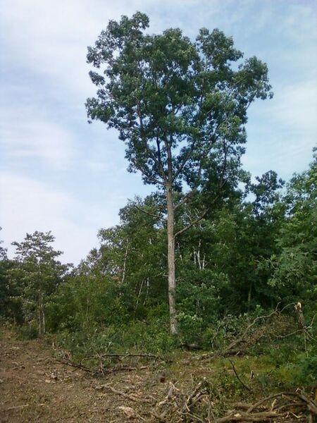 File:White Oak on Nymore soils Chisago County 2012.jpg