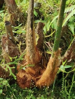 台灣金狗毛蕨 - 溪頭自然教育園區 Cibotium taiwanense - Xitou Nature Education Area, Taiwan 20220614191217 02.jpg