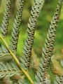 台灣金狗毛蕨 - 溪頭自然教育園區 Cibotium taiwanense - Xitou Nature Education Area, Taiwan 20220614191217 08.jpg