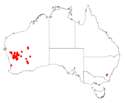 Acacia maslinianaDistMap578.png