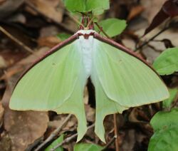 Actias aliena s5.jpg