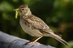 A Skylark sitting on a branch with a speck of grass in its beak.