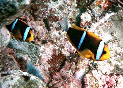 Amphiprion chrysopterus by NPS.jpg
