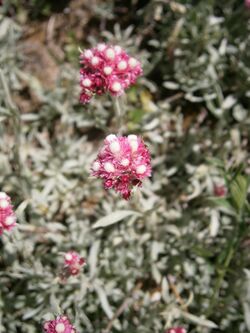 Antennaria rosea 01.jpg