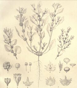 Atriplex fissivalvis MD.jpg