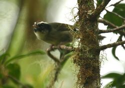 Basileuterus melanogenys -Costa Rica-6.jpg