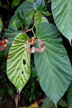 Begonia consobrina (Begoniaceae) (29058621514).jpg