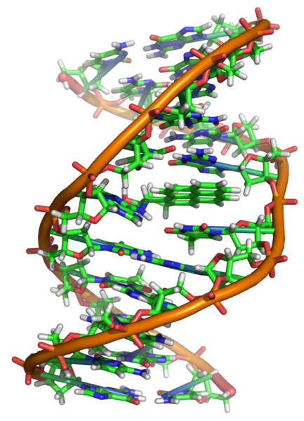 File:Benzopyrene DNA adduct 1JDG.png