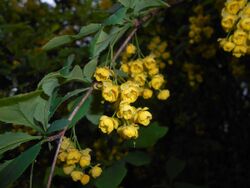 Berberis lycium 2016-05-17 0757.jpg