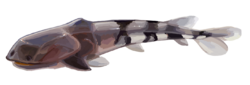 Bianchengichthys.png