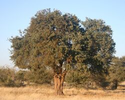 Boscia albitrunca, habitus, naby Marnitz, a.jpg