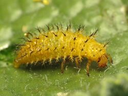 Bryony Ladybird Larva (15959071311).jpg