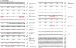 C1orf141 Conceptual Tranlastion.png