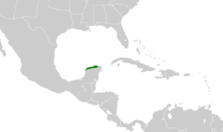 Campylorhynchus yucatanicus map.svg