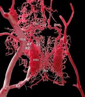 Circulus arteriosus schaf.jpg