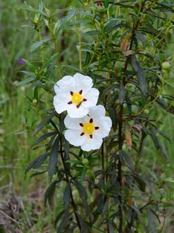 Cistus April 2017-2.jpg