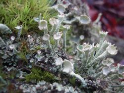 Cladonia digitata1.jpg