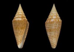 Conus aequiquadratus 001.jpg