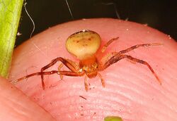 Crab Spider - Synema parvulum, Leesylvania State Park, Woodbridge, Virginia - 01.jpg