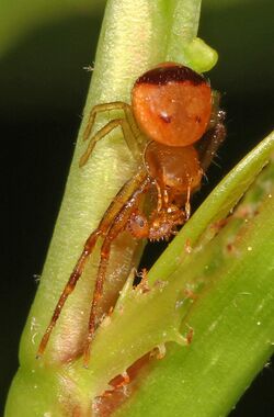Crab Spider - Synema parvulum and ant, Julie Metz Wetlands, Woodbridge, Virginia.jpg