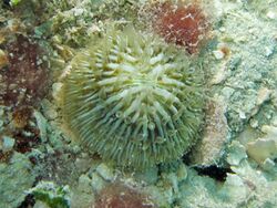 "Cycloseris cyclolites" about 30 cm diameter off Coconut Beach, Lizard Island, 22 metres depth