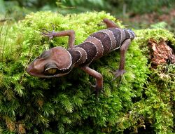 Cyrtodactylus-pulchellus.jpg