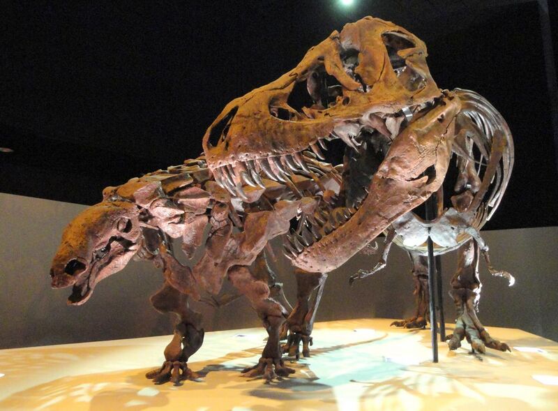 File:Dinosaur exhibit - Houston Museum of Natural Science - DSC01881.JPG