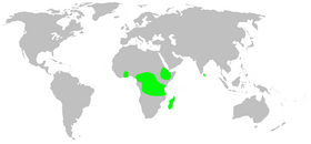 Map showing distribution of Udubidae in Central Africa