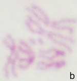 Drosophila metaphase chromosomes female.png