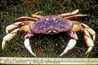 DungenessCrab.jpg