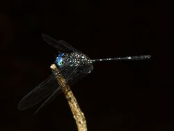 Dythemis nigra m.jpg