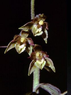 Epipactis microphylla Saarland 02.jpg