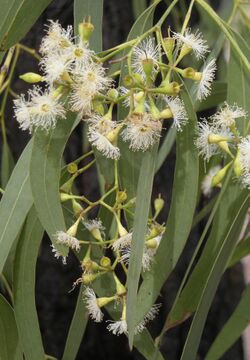 Eucalyptus crebra flowers.jpg