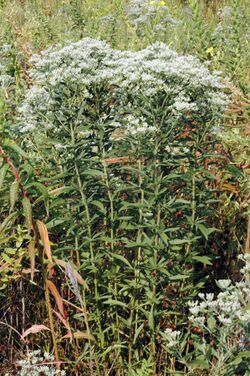 Eupatorium altissimum (3293238908).jpg