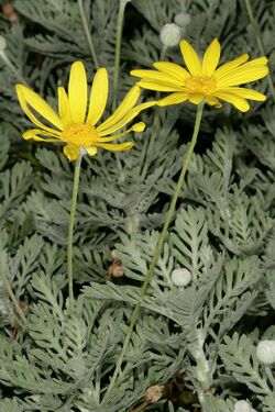 Euryops pectinatus 1DS-II 6001-01.jpg