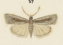 Fig 37 MA I437620 TePapa Plate-XXI-The-butterflies full (cropped).jpg