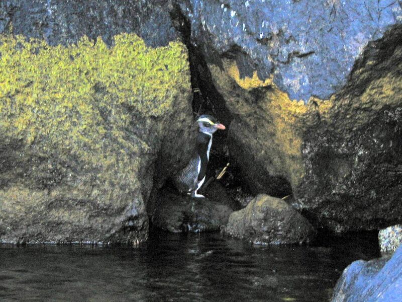 File:Fiordland Penguin.jpg