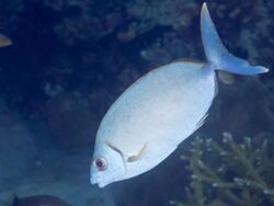 Forkail rabbitfish (Siganus argenteus) (47562803742).jpg