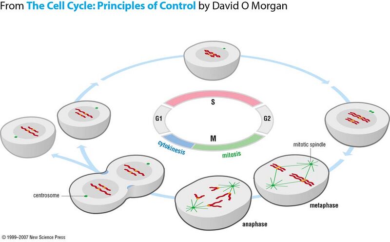 File:General cell cycle.jpg