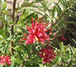 Grevillea obtusifolia Gingin Gem.jpg