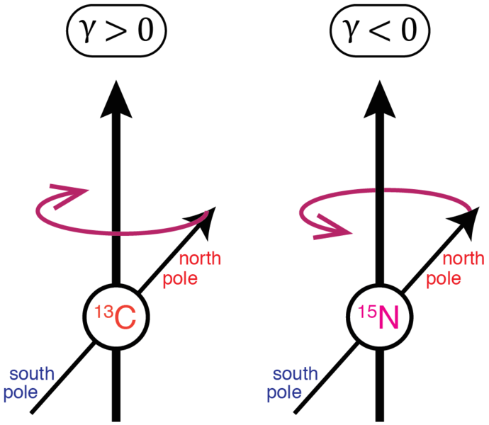 File:Gyromagnetic Nuclei Precession.png