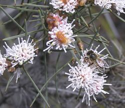 Hakea gilbertii.jpg