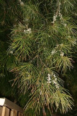 Hakea macraeana.jpg