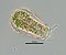 Hyalosphenia papilio from Hawley Bog Massachusetts.jpg