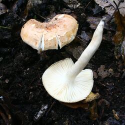 Hygrophorus nemoreus 20061029wb.jpg