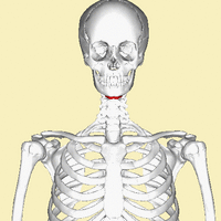 Sketch of a human skeleton, with the hyoid bone highlighted in red